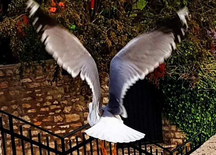 My Loving Lejlighed Rovinj